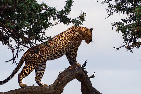 3 Days and 2 Nights Adventure in Masai Mara