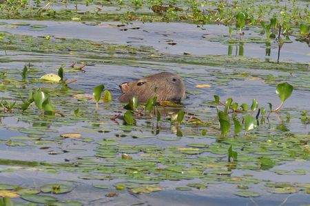 Connect with the nature of Iberá on a private tour
