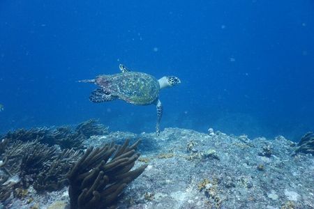 Tayrona, Snorkel & Beach