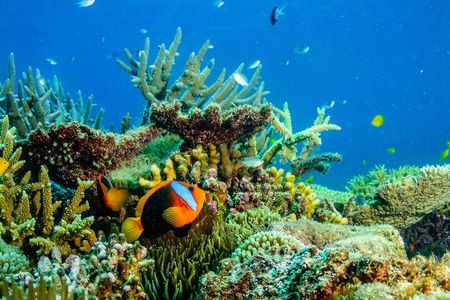 Great Barrier Reef and MOUA Snorkeling Day Tour from Townsville