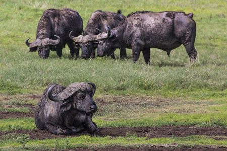 3 Day tour Tarangire, Ngorongoro crater & Lake Manyara 