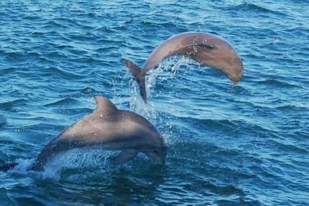 Dolphin & Sunset Cruises