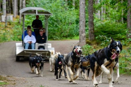 Sled Dog Adventure in Skagway