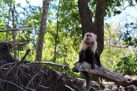 Jungle Cruise at Palo Verde National Park