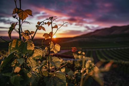 Wine Tasting Audio Tour - Paso Robles CA