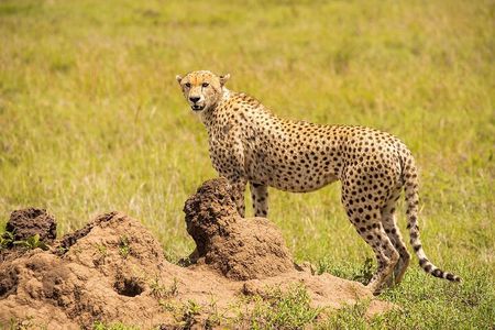 Private 7 Days Classic Safari Tour in Tanzania
