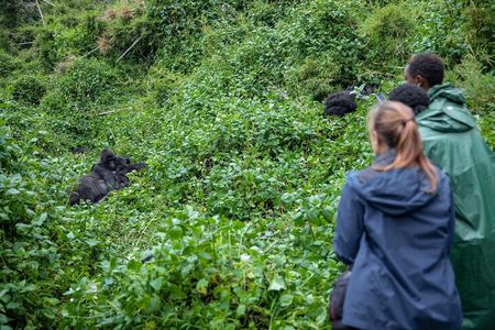 5 Days Gorilla and Chimpanzee Trekking in Uganda