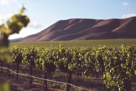 Family Winelands & Wildlife: Stellenbosch and Paarl