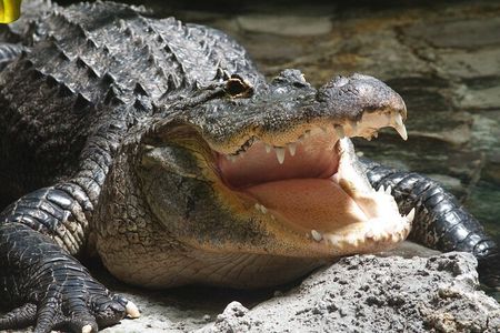 Airboat Rides in West Palm Beach Captain Wayne