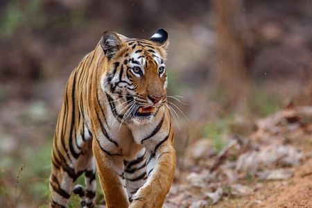 Thrilling Jeep Safari in Jim Corbett National Park with Guide