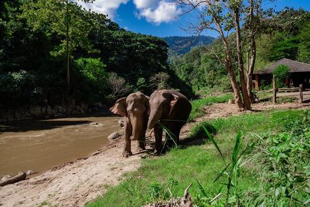 Half Day Visit Smile Elephant Chiang Mai