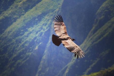 Flight of the condor