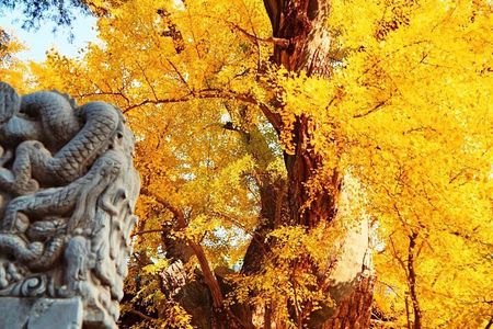 Beijing Private Day Tour to Tanzhe Temple & Marco Polo Bridge