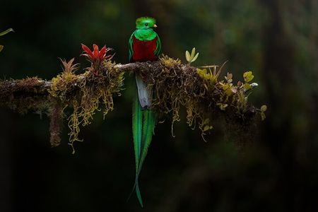 Birding the Monteverde Cloud Forest