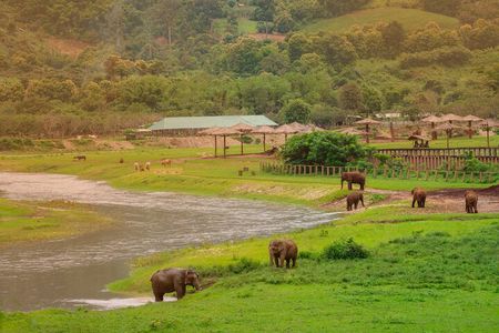 Elephant Sanctuary + Waterfall + Bamboo Rafting One Day Trip
