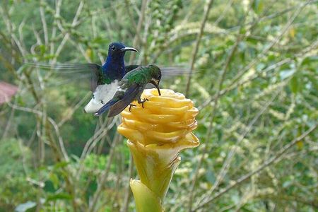PRIVATE Tour, Mindo Cloud Forest: Poultry, Chocolate, Nature,