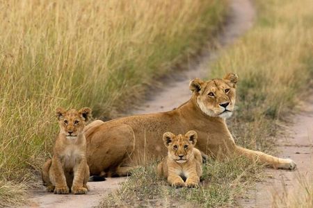Masai Mara National Reserve 3 Day Tour Experience With 4*4vehicle