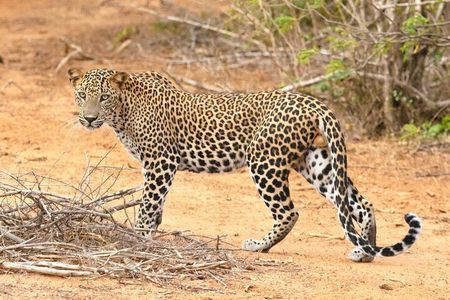 Yala Half Day Safari from Hambantota Port Shore Excursion