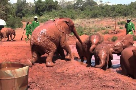 David Sheldrick Elephant Orphanage Half-Day Tour in Nairobi 