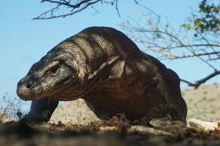 One Day Tours Komodo - Padar Island