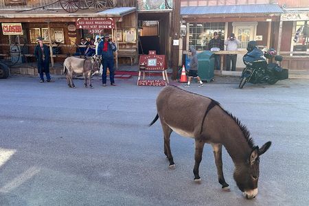 Oatman Mining Camp Burros Museums Scenic RT66 Tour 