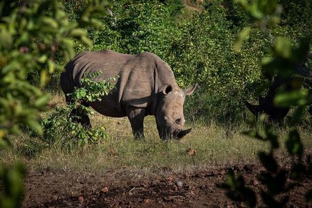 Rhino Walk