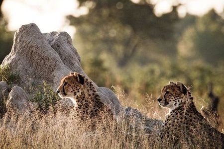 7-Day Masai Mara Nakuru Amboseli Kenya Budget Safari