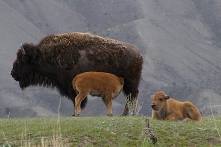 Upper Loop: Lamar Wildlife Safari | West Yellowstone | PRIVATE