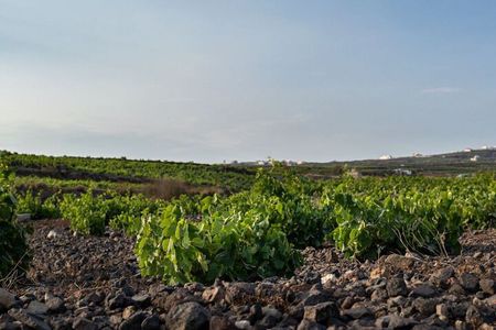 Private Wine Adventure Tour in the Most Distinct Wineries