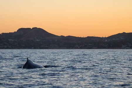 Sunset Whale Watching in San Jose del Cabo