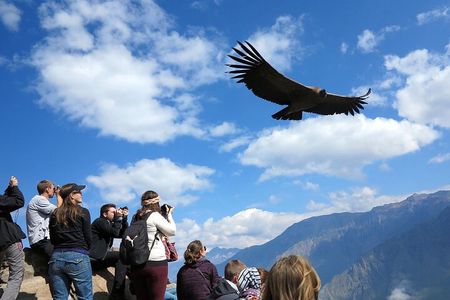 Colca Canyon 2 days from Arequipa with final transfer to Puno