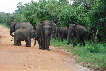Udawalawa Safari & Elephants Orphanage Tour from Hambantota port