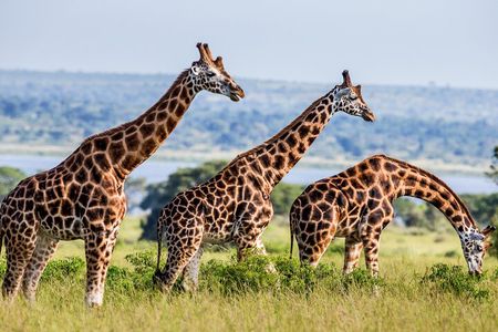 4 Day Private Tour in Tanzania Deluxe Safari