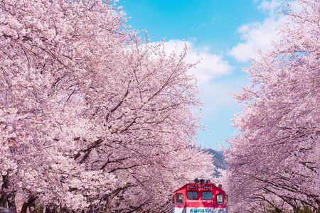 Jinhae Cherry Blossom Festival Gyeonghwa Stn Day Tour from Seoul