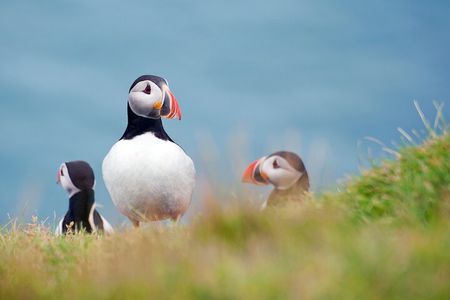 Full Day Private Westman Island Tour from Reykjavik