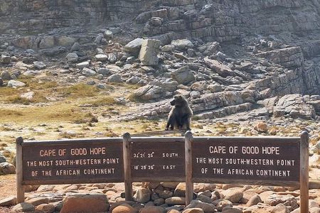 Cape Peninsula Private Tour a Journey Beyond Scenic Beauty