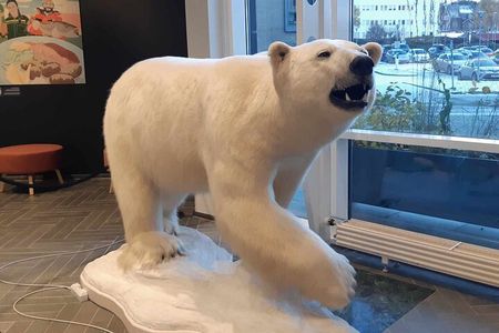 Guided Polar Bear Walk incl. Polaria & Polar Museum