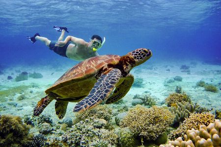 Moalboal Sardine Run & Sea Turtle Snorkeling Tour in Cebu