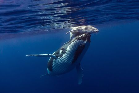 Half-Day Humpback Whales Encounter in Moorea