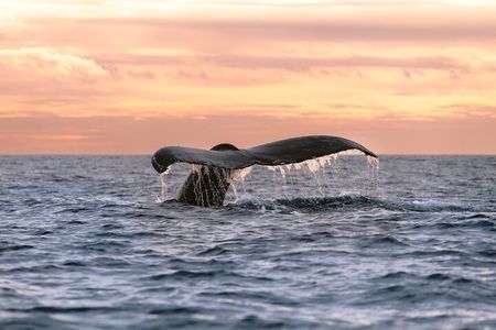 Educational Sunrise Whale Watching with Photos Included