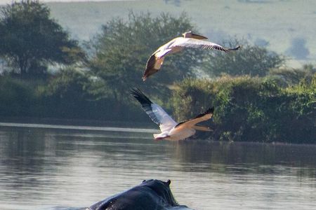  Lake Naivasha Day trip