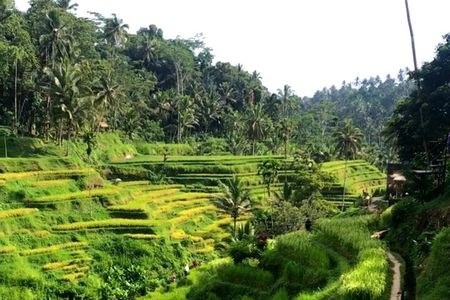 Private Car Charter in Bali with an English speaking Driver