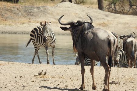 3 Days Budget Camping Safari to Serengeti and Ngorongoro Crater