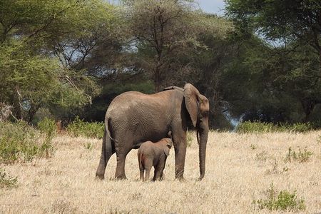7 Days Private Tanzania Safari with Mid Range Lodges or Camps