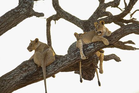 6 Days Private Safari with Mid-range Lodges or Camps