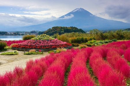 TOKYO OishiPark, Oshino & KoedoKawagoe, Mount Fuji
