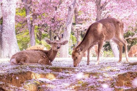 Osaka Day Trip: Arashiyama Forest, Katsuo-ji Temple, Nara Park