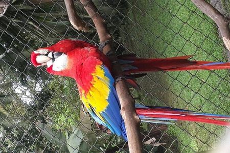 Pumas Rescue Center & Llanos Del Cortes Waterfall Swimming
