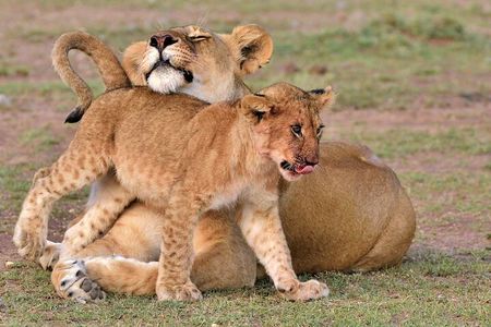 4 Days of Untamed Beauty: An Unforgettable Masai Mara Road Safari
