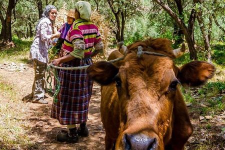 Private Atlas Mountains Day Trip from Marrakech